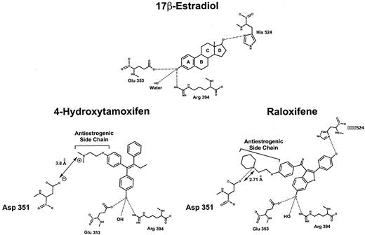 Fig. 1. Diagram based on the crystal structure of the ER LBD complexed with either E2, 4-OHT, or Ral (15, 16). The amino acids that interact with the ligand have been identified, and bond lengths, when important, have been noted. The significant difference between E2 and the antiestrogens is the interaction with aspartate 351. However, the antiestrogenic side chain of Ral appears to be closer than is possible for the side chain of 4-OHT. We propose that this is an important difference between 4-OHT and Ral complexes that could result in an increased E2-like action of the 4-OHT:ER complex.