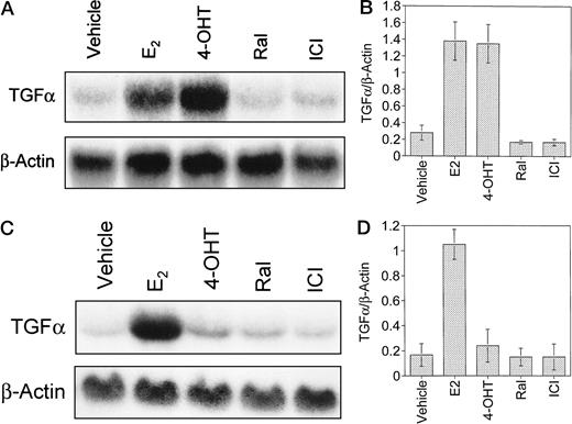Fig. 6. Northern blot analysis of TGFα mRNA in S30(A, B) and JM-6 (C, D) cells treated with E2 or various antiestrogens. S30 and JM-6 cells grown in E2-free stripped media were treated for 24 h with vehicle (ethanol), 10−9 mE2, 10−7 m 4-OHT,10−7 m Ral, or 10−7 mICI 182,780. Northern blot analysis of total RNA was performed using TGFα cDNA probe as described in “Materials and Methods.”β-actin mRNA was measured to ensure even loading. Northern blot is representative of three independent experiments. Densitometric analysis of Northern blots was analyzed by Student’s t test. The differences between control and E2 and control and 4-OHT were significant (P = 0.02), but there was no significant difference between E2 and 4-OHT in S30 cells (P > 0.05; B). The difference between control and E2 was significant(P < 0.05), but control and 4-OHT was not significantly different in JM-6 cells (P = 0.4; D). Bars, SD.