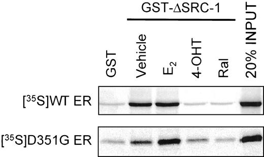 Fig. 9. The recruitment of SRC-1 to the LBD of D351 and D351G. Control and E2, but not antiestrogens, aid in SRC-1 binding. The pull-down assay was conducted as described in “Materials and Methods.” Five μl of 35S-labeled wild-type ER or 35S-labeled D351G ER were incubated with GST or GST-ΔSRC-1 with vehicle or different ligands (10−8m E2, 10−6 m 4-OHT, or 10−6 m Ral). The bound 35S-labeled wild-type ER or 35S-labeled D351G ER was resolved by 7.5%SDS-PAGE. The pull-down assay is representative of two independent experiments.
