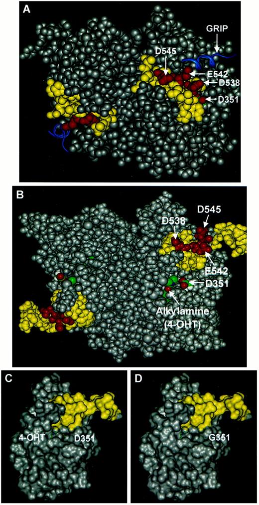 Fig. F11-0060. A, the water-accessible surface view of the ER dimer liganded with the synthetic estrogen DES. The ligand cannot be seen because it is sealed within the hydrophobic LBD by helix 12, indicated in yellow. The position of helix 12 allows GRIP, a coactivator, to bind at part of the AF2 site. The three amino acids that are mutated to neutralize carboxylic acids(D538A/E542A/D545A; G3m) are indicated in orange on helix 12. Aspartate 351 lies on the surface next to helix 12. When the ER is liganded with 4-OHT (B), only the side chain is visible protruding from the complex near to aspartate 351 on the surface. Helix 12 is repositioned to block AF2 binding at the GRIP site. Because G3m blocks the agonist action of 4-OHT, then helix 12 may be involved, with its free carboxylic acids, in coactivator binding in AF2b. The representations in C and D are the water-accessible surface views in the presumed D351 and D351G proteins with 4-OHT as the binding ligand. No charge is available to bind in the AF2b binding site. The structural model of dimeric human ER bound to DES or 4-OHT was constructed from 3ERTpdb (16)using crystallographic symmetry operations. After removing all of the water molecules except the ordered water-forming hydrogen bonds with DES or 4-OHT, the model was minimized into the consistent valence force field using Discover (Molecular Simulations, Inc., San Diego, CA).