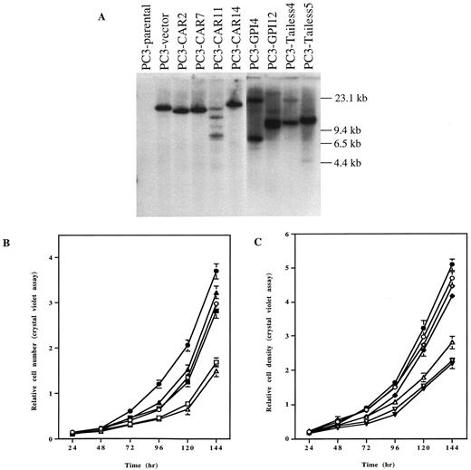 Fig. 2. In vitro characterization of CAR-transfected PC3 cells. A, high-molecular-weight DNA(20 μg) was digested with HindIII and subjected to Southern blot analysis probed with a neo cDNA probe. In B and C, cells were plated at a density of 5000 cells/ml in 48-well plates in T medium containing 0.2% FBS. Cells were harvested and counted at the indicated time. The relative cell numbers were determined by crystal violet assay. ○,PC3-parental; •, PC3-vector; □, PC3-CAR2; ▪, PC3-CAR7; ▵,PC3-CAR11; ▴, PC3-CAR14; ⋄, PC3-GPI4; ♦, PC3-GPI12; ▿,PC3-Tailess4; ▾, PC3-Tailess5.