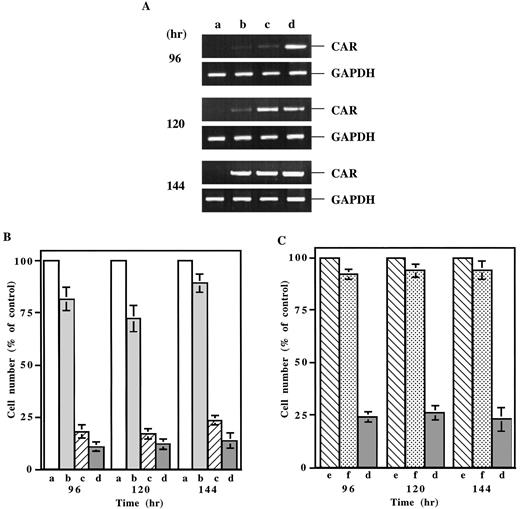 Fig. 3. The growth inhibition of PC3 cells by transient expression of CAR cDNA. The effect of transient expression of CAR on the growth of PC3 cells was determined by the method described by Yeung et al. (27) with minor modification. Cells(150,000 cells/p-60 plate) were plated in T-medium containing 5% FBS and cotransfected with different amount of CAR cDNA, β-gal cDNA (0.2μg), and control plasmid to make the same concentration (1 μg) in each experiment. Twenty-four hours after transfection, cells were changed to T medium containing 0.2% FBS. At the indicated time, the levels of CAR expression were determined by RT-PCR (A)and total blue cells were counted (B, C). Each data set was repeated in triplicate. The percentage of control was calculated as the number of blue cells from each transfection versuseither 0 μg of CAR (B) or 0.8 μg of EGFR(C). CAR: a, 0 μg; b,0.1 μg; c, 0.4 μg; d, 0.8 μg. EGFR: e, 0.8 μg. Ras: f, 0.8 μg. GAPDH, glyceraldehyde-3-phosphate dehydrogenase.