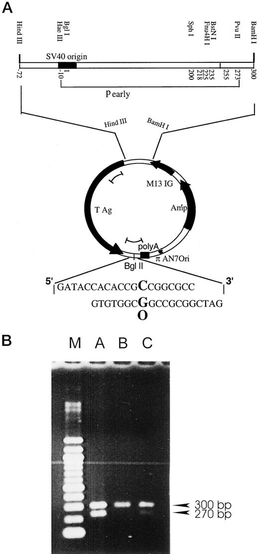 Fig. 1. Genetic map of the shuttle vectors used and blockage of RNA transcription by the 8-oxoG in BRCA1 and BRCA2 mutated cells. A, an 8-oxoG monomodified oligonucleotide was inserted into the BglII site of the original pS189 plasmid. The oligonucleotide sequence corresponds to codons 10–14 of the human Ha-ras gene. Locations of the SV40 replication origin(pSΔoriGO:C) and of the early SV40 promoter from −10 to 273(pSΔpearlyGO:C), which have been deleted in our vectors,are indicated. The 8-oxoG was located in a transcribed sequence in the 3′-untranslated region of the TAg gene. Deletion of the early promoter eliminates transcription of TAg and of the 8-oxoG. Locations of RT-PCR products analyzed in B are indicated by small arcs within the plasmid. B, RT-PCR analysis was performed on total RNA extracts from MCF7 (A), HCC1937(B), and CAPAN-1 cells (C). Arrows, position of the bands showing that transcription occurred within the SV40 TAg gene (300 bp) and across the sequence containing the lesion (270 bp). Lane M, size marker.