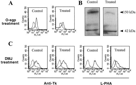 Fig. 5. Determination of the type of glycan-carrying Tk epitopes on LSC human colon carcinoma cells. A, cells were treated or not (Control) with the O-sgp, and their reactivities with mAb LM389 were tested by flow cytometry. B, after SDS-PAGE and blotting on nitrocellulose, cell extracts were treated or not(Control) with O-sgp and simultaneously immunostained with mAb LM389 and an anti-actin mAb. The major band stained by LM389 is visible at about Mr150,000, and the Mr 42,000 band corresponds to actin. C, cells were treated with the N-glycosylation inhibitor DMJ, and their reactivities with mAb LM389 and the lectin L-PHA, which detects the β1–6 branch of N-glycans, were tested by flow cytometry. The log of fluorescence intensities in arbitrary units is plotted against cell number. Fluorescence intensities from cells incubated in the presence of mAb LM389 and L-PHA (black lines) are superimposed on fluorescence intensities from control cells incubated with the FITC antimouse immunoglobulin only (gray lines).