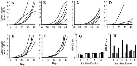 Fig. 8. Immunization against Tk-positive human erythrocytes. Groups of five to six rats were immunized by i.v. injections of native erythrocytes (A, E, and G),papain-treated erythrocytes (B),endo-β-galactosidase-treated erythrocytes (C), papain and endo-β-galactosidase-treated erythrocytes (D, F,and H). After the last injection, rats received s.c. 1 × 106 Tk-positive PROb (A, B, C,D, G, and H) or Tk-negative A15A5 cells(E and F). Tumor growth was monitored,each line representing growth in a single animal (A–F),and serum antibody reactivities toward GlcNAcβ1–4GlcNAcβ1-Sp3-PAA were detected by ELISA(G and H). Preimmune (□) and immune(▪) individual rat sera were tested at a 1:50 dilution.