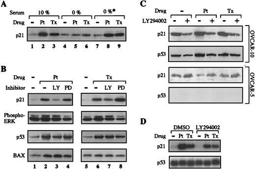 Fig. 1. PI3K-dependent p21 expression. A, p21 induction by cisplatin (Pt) and paclitaxel(Tx) and its inhibition by serum deprivation. A2780 cells were cultured in the presence (∗) or absence of insulin. Cells were then serum-starved for 24 h before cisplatin or paclitaxel treatment. Cell lysates (15 μg) were subjected to SDS-PAGE, and immunoblot analysis was performed for p21 expression using anti-p21 mAb. −, without drug treatment. B, effects of PI3K inhibitor and MAPK inhibitor on p21, p53, and BAX protein expression. Cells were treated with LY294002 (LY) or PD98059(PD) before cisplatin or paclitaxel treatment, as described in “Materials and Methods.” SDS-PAGE and immunoblot analysis using p21, p53, BAX, and phosphorylated ERK-specific antibodies were performed as described above. C, effect of PI3K on p53-dependent p21 expression. Expression of p21 and p53 in OVCAR-10 and OVCAR-5 cells treated with cisplatin or paclitaxel with(+) or without (−) preinactivation of PI3K by LY294002 was assessed by Western blot analysis, as described above. D, effect of PI3K inhibitor on p21 and p53 mRNA expression. Expression of p21 and p53 mRNA in A2780 cells treated with cisplatin or paclitaxel was assessed by Northern blot analysis, as described in “Materials and Methods.” Neither DMSO nor LY294002 alone induced p21 mRNA (−).