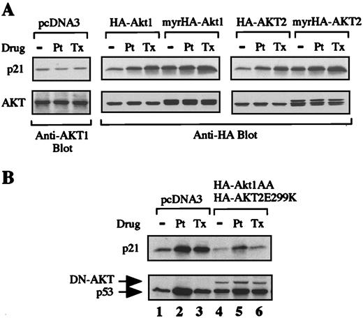 Fig. 2. AKT participates in regulating p21 expression. A, AKT can activate p21 expression in serum-starved A2780 cells. The vector (pcDNA3), wild-type HA-tagged Akt1 (HA-Akt1), or myristoylation signal fused HA-Akt1(myrHA-Akt1) expression plasmid was transfected into A2780 cells. Serum starvation, followed by cisplatin(Pt) or paclitaxel (Tx) treatment, was performed as described in Fig. 1<$REFLINK>. Cell lysates were subjected to Western blot analyses using specific antibodies to evaluate the expression of p21, AKT1, and HA fusion proteins. B,dominant negative (DN) effects of inactive AKT on p21 expression in A2780 cells. HA-Akt1AA and HA-AKT2E299K were cotransfected into A2780 cells. pcDNA3 was used as a control. 24 h after the transfection, cells were treated with cisplatin (Pt) or paclitaxel(Tx) as described above. DN-AKT,HA-Akt1AA and HA-AKT2E299K.