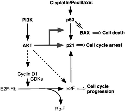 Fig. 3. Schematic representation of p21 expression via PI3K and AKT. In addition to the effect of PI3K/AKT on cyclin D1 and E2F during the cell cycle (13, 27), PI3K and AKT are required for p21 induction in response to cisplatin and paclitaxel treatment but have no inhibitory effect on BAX expression. E2F-Rb,heterocomplex of E2F and Rb proteins; Rb-P, phosphorylated Rb.