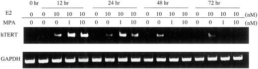 Fig. 2. Biphasic effects of progesterone on hTERT mRNA expression in the presence of estrogen. T47-D cells were incubated with or without MPA in the absence or presence of E2; then RNA was extracted at various time points. RT-PCR assays were performed to detect hTERT mRNA.