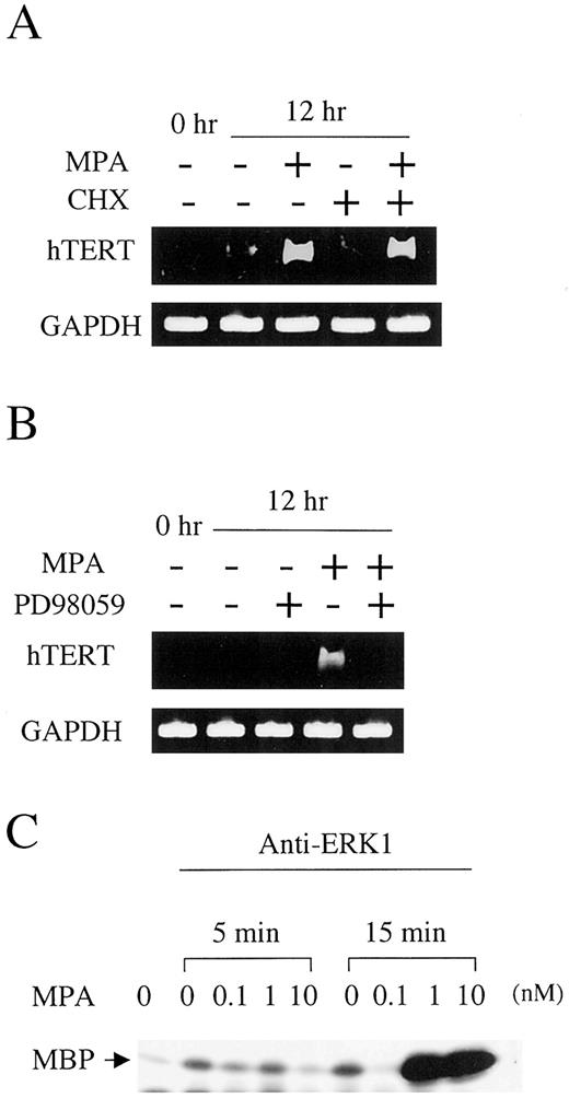 Fig. 4. Activation of MAP kinase cascade by progesterone. A, T47-D cells were incubated with 1 nm MPA in the absence or presence of cycloheximide at 10 mg/ml. Twelve h later, RNA was extracted, and RT-PCR assays were performed to detect hTERT mRNA. B, T47-D cells were incubated with 1 nm MPA in the absence or presence of MEK inhibitor PD98059 at 50 μm. Twelve h later, RNA was extracted, and RT-PCR assays were performed to detect hTERT mRNA. C, ERK activation by progesterone. T47-D cells were incubated with MPA at various concentrations. Five or 15 min later, cell lysates were recovered and immunoprecipitated with anti-ERK1 antibody. Immunoprecipitates were incubated with MBP in the presence of[γ-32P]ATP. Reaction products were resolved by SDS-PAGE and visualized by autoradiography.
