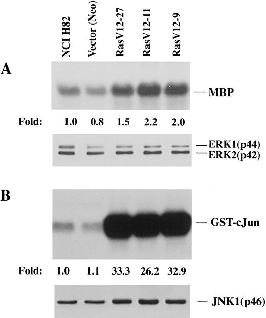 Fig. 2. Preferential activation of JNK in Ras-expressing NCI-H82 cells. Endogenous ERK or JNK was immunoprecipitated from 50 μg of whole-cell lysate using specific polyclonal antibodies. ERK and JNK activities were measured in immunocomplex kinase assays using MBP(A) and GST-c-Jun (1–79) (B) as substrates, respectively. The phosphorylated MBP or GST-c-Jun was resolved on a 10% polyacrylamide-SDS gel, followed by autoradiography,and was quantitated with an InstantImager (upper panel). The level of ERKs and JNK1 protein was measured by Western blot analysis (lower panel). The kinase activity is expressed as the fold-induction relative to that in NCI-H82 cells. Similar results were obtained from at least two independent experiments.