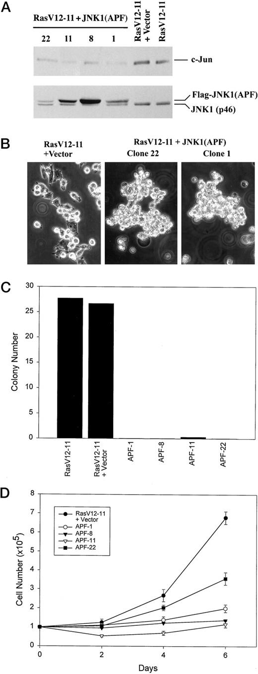 Fig. 3. JNK activation is required for maintaining the Ras transformed phenotype. A, Western blot analysis of c-Jun levels in JNK1(APF)-expressing cell clones. Steady-state levels of c-Jun and JNK1 proteins from indicated cell clones were detected by immunoblotting using anti-c-Jun and anti-JNK1 antibodies, respectively. Expression of the FLAG-