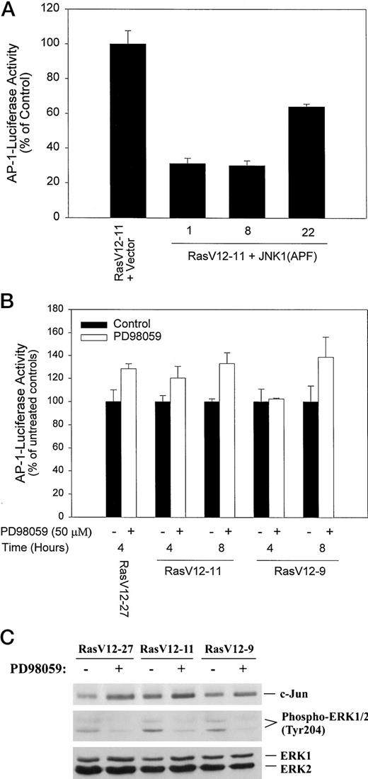 Fig. 6. Activation of the JNK pathway, but not the ERK pathway, is required for Ras-induced stimulation of c-Jun/AP-1 activity. A, expression of JNK1(APF) attenuates the Ras-induced stimulation of AP-1 activity. Cells were transiently transfected with p3×AP1-LUC reporter construct. Transfected cells were cultured in serum-containing media for 24 h and then serum starved for 24 h. Luciferase activity was determined at 48 h after transfection. Results are presented as the ratio of luciferase activity of JNK1(APF)-expressing cells to that in the control(RasV12-11 + Vector) × 100. Data are the means of two independent experiments performed in triplicate; bars, SD. B, effects of the MEK inhibitor PD98059 on the Ras-induced stimulation of AP-1 activity. Ras-expressing cells were transfected with the p3×AP1-LUC report construct. Transfected cells were serum starved for 16 h and then treated with 50 μm PD98059 for 4 or 8 h. Luciferase activity was determined at 48 h after transfection. Data are presented as the ratio of luciferase activity in PD98059-treated cells to that in the controls (0.1% DMSO) × 100. Bars, SD. C, cells were treated with either 50 μm PD98059 or vehicle (0.1% DMSO: controls) in low-serum (0.5% calf serum) medium for 3 days. An equal amount of whole-cell lysates was analyzed by Western blotting. Expression of c-Jun, phospho-Tyr204-ERK1/2, and ERK1/2 was detected by immunoblotting using specific antibodies.