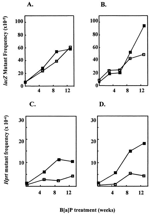 Fig. 1. In vivo mutagenicity of B[a]P in spleen of wild-type and NER-deficient mice. MFs were determined after B[a]P treatment for different time periods(i.e., 0, 5, 9, and 13 weeks), both at the inactive lacZ gene (A and B) and at the active Hprt gene (C and D). □, MFs in wild-type mice; ▪, MFs in NER-deficient mice. A and C, MFs in CSB-deficient mice compared with wild-type mice; B and D, MFs in XPA-deficient mice and wild-type mice as described previously (21, 22).