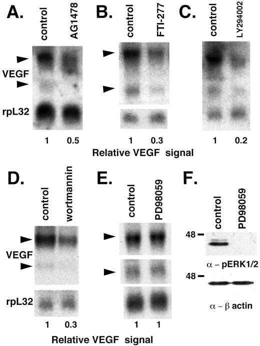 Fig. 3. Effect of pharmacological inhibitors on VEGF mRNA levels in U87 MG cells. A–E, Northern blots probed for VEGF and rpL32. Cells were treated with indicated drug for 24 h and then harvested for RNA. Ethidium bromide staining of the gel confirmed equal loading of the lanes by visual inspection (data not shown). The Northern blot was probed for both VEGF and rpL32, a loading control(see “Materials and Methods”). Numbers shown at the bottom of the figure (relative VEGF signal) represent the ratio of intensity of the upper VEGF band to the rpL32 band. For A–E, the VEGF:rpL32 ratio in the first lane was arbitrarily designated as 1, and the value in the second lane is relative to this. A:Lane 1, control (DMSO treated); Lane 2,treated with tyrphostin AG1478 (10 μm). B:Lane 1, control (DMSO treated); Lane 2,treated with FTI-277 (10 μm). C:Lane 1, control (DMSO treated); Lane 2,treated with LY294002 (20 μm). D:Lane 1, control (DMSO treated); Lane 2,wortmannin (100 nm). E: Lane 1, control (DMSO treated); Lane2, treated with PD98059 (25 μm). F, Western blot using protein lysates harvested from the same experiment shown in E. Protein was run on a Western blot that was probed using an anti-phospho ERK1/2 antibody (see“Materials and Methods”).