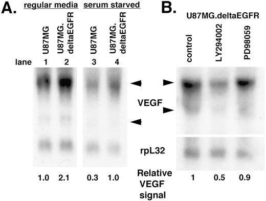 Fig. 5. VEGF mRNA levels in U87 MG.deltaEGFR cells. A and B, Northern blots probed for both VEGF and rpL32, a loading control (see “Materials and Methods”). Ethidium bromide staining of both gels confirmed equal loading of the lanes by visual inspection (data not shown). The numbers shown at the bottom of the figure (relative VEGF signal) represent the ratio of intensity of the upper VEGF band to the rpL32 band. The level in the first lane for both panels was arbitrarily designated 1, and the values in the remaining lanes are relative to this. A, U87 MG and U87 MG.deltaEGFR cells were grown either in regular media containing 10% FCS or no serum. After 48 h, RNA was harvested. Note that all four lanes were run on the same gel and probed simultaneously; therefore, the intensities of the signals can be directly compared among all four lanes. B, DMSO(control), LY294002 (20 μm), or PD98059 (25μ m) was added to dishes containing U87 MG.deltaEGFR cells. Twenty-four h later, RNA was harvested.