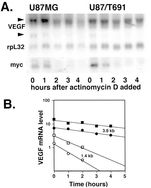 Fig. 6. VEGF mRNA decay in U87 MG and U87/T691 cells with actinomycin D. A, cells were seeded on day 1. The next day, the media were removed and replaced with fresh media containing actinomycin D (10 μg/ml). Samples were obtained at regular intervals after addition of actinomycin D. RNA was extracted, and Northern blotting was performed. Staining of the gel with ethidium bromide confirmed equal loading of the lanes (data not shown). The Northern blot was probed for both VEGF and rpL32, which is a loading control(see “Materials and Methods”). To verify that actinomycin D was inhibiting transcription of new mRNA, the blot was reprobed for myc,which showed the expected rapid decay (75). B, the bands on the gel from A were quantitated and then plotted using Cricket Graph 3.0. Curves were fitted using the assumption of a first-order exponential decay. X axis, hours after addition of actinomycin D. Y axis, VEGF mRNA level. ▪ and □, U87 MG cells; • and ○,U87/T691 cells. ▪ and •, 3.8-kb band; □ and ○, 1.4-kb band. The half-lives of the 3.8-kb VEGF message in U87 MG cells and U87/T691 cells were calculated to be 4.5 h(r2 = 0.84) and 3.7 h(r2 = 0.93), respectively. The half-lives of the 1.4-kb VEGF message in U87 MG cells and U87/T691 cells were calculated to be 1.2 h(r2 = 0.97) and 0.9 h(r2 = 0.98), respectively.