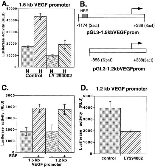 Fig. 9. VEGF promoter activity after hypoxia and/or EGF stimulation in U87 MG cells. For A, C,and D, normalized luciferase levels(luciferase:β-galactosidase ratios) are plotted on the Y axis in relative luciferase units (RLU). Values represent the mean of three independent transfections; bars, 1 SD of the mean. A, U87 MG cells were transfected with pSV-β-galactosidase (Promega) and pGL3–1.5kbVEGFprom (see “Materials and Methods”). Forty-eight h later, samples were treated with LY294002 (20 μm) or DMSO(control). After 2 h, half the LY294002-treated dishes were subjected to hypoxia (0.2% oxygen; H) and half to normoxia (N). Likewise, half the DMSO treated dishes were subjected to hypoxia and half to normoxia. After 6 h, dishes were harvested for both luciferase and β-galactosidase activity. B, schematic of pGL3–1.5kbVEGFprom and pGL3–1.2kbVEGFprom plasmids. Only pGL3–1.5kbVEGFprom contains the 47-bp HRE located from −985 to −939, which is shaded(20). C, U87 MG cells were transfected with either of the two plasmids shown in B, along with pSV-β-galactosidase (Promega). In each of the two groups, half the dishes were stimulated with EGF (20 ng/ml) and half were not. After 8 h, dishes were harvested for both luciferase andβ-galactosidase activity. D, U87 MG cells were cotransfected with pGL3–1.2kbVEGFprom along with pSV-β-galactosidase(Promega). Forty-eight h later, cells were treated with LY294002 or DMSO (control). After 12 h, cells were harvested for luciferase and β-galactosidase activity. Bars, SD.