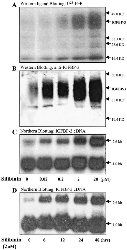 Fig. 1. Silibinin up-regulates IGFBP-3 gene expression and increases its accumulation in media conditioned by human prostate cancer PC-3 cells. PC-3 cells were cultured in RPMI 1640; after reaching 70–80% confluence, the cultures were treated with the indicated concentrations of silibinin for 48 h(A–C) or with 2 μm silibinin for the indicated time (D) in serum- and phenol red-free RPMI 1640. A, conditioned medium was collected and concentrated 20 times, and the Western ligand blots were performed as described previously (24). B, conditioned medium was collected and concentrated 20 times, and the Western blots were performed as described previously (22). C, and D, total RNA was extracted by RNazol B, Northern blotting of 50 μg was carried out, and blots were hybridized with a 475-bp human IGFBP-3 and a human GADPH cDNA probe to control for equal loading of wells as described previously (24). The 2.6-kb IGFBP-3 and 1.0-kb GADPH mRNA are shown.