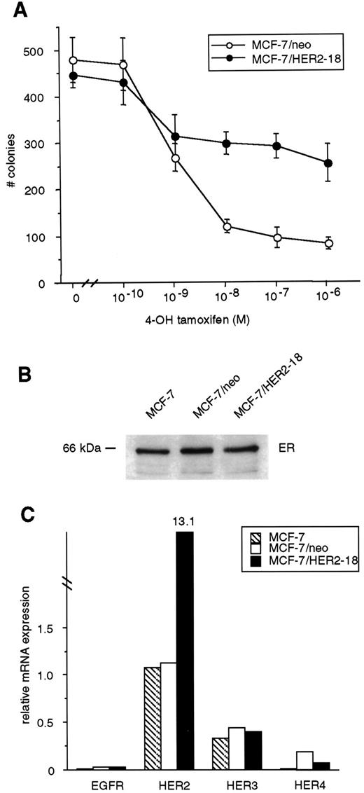 Fig. 1. Tamoxifen response and expression of ER and receptors of the EGF family. A, MCF-7/HER2–18 (•) and MCF-7/neo(○) cells were plated in 35-mm dishes in IMEM, 10% FCS, 0.8%agarose, and 10 mm HEPES in the presence or absence of the indicated concentrations of 4-OH tamoxifen. Colonies measuring ≥70μm were counted 7 days later. Each data point represents the mean of triplicate dishes; bars, SE. B, MCF-7,MCF-7/neo, and MCF-7/HER2–18 cell lysates were prepared and tested for ER content by immunoblot analysis as described in “Materials and Methods.” C, mRNAs of MCF-7 (), MCF-7/neo (□) and MCF-7/HER2–18 (▪) were analyzed for EGFR, HER2, HER3, or HER4 expression by the quantitative RT-PCR technique as described in“Materials and Methods.” Each signal was normalized with the signal by a control gene, RPL19, and expressed as relative mRNA expression.