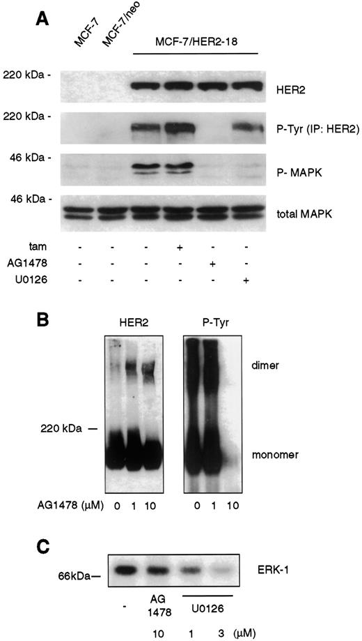 Fig. 3. Blockade of HER2 and MAPK activities by AG1478 or U0126. A, MCF-7, MCF-7/neo, and MCF-7/HER2–18 were lysed in EBC buffer and tested for HER2, P-MAPK, and total MAPK by immunoblot analyses. HER2 immunoprecipitates (IP) were analyzed by P-Tyr immunoblot. Where indicated, MCF-7/HER2–18 cells were treated for 24 h with 1 μm 4-OH tamoxifen(tam), 10 μm AG1478, or 3 μmU0126 prior to cell lysis. B, chemical cross-linking of intact MCF-7/HER2–18 cells. After a 1-h treatment with 1–10μ m AG1478, cell surface proteins were cross-linked with 1 mm bis (sulfosuccinimidyl) suberate dissolved in PBS as indicated in “Materials and Methods.” After quenching the cross-linking reaction, cell lysates were prepared and subjected to immunoblot analysis of HER2 and P-Tyr. C, in vitro MEK activity assay. MEK-1 was precipitated from MCF-7/HER2–18 and incubated with GST-(K71A)ERK-1 and[γ-32P]ATP at 25°C for 30 min in the presence of U0126 or AG1478 at the indicated concentrations. ERK-1 phosphorylated species were resolved by SDS-PAGE and visualized by autoradiography.