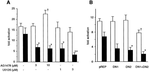 Fig. 4. HER2 and MAPK blockade facilitates antiestrogen-mediated inhibition of ERE-luciferase transcription. For both panels(A and B), MCF-7/HER2–18 cells were transiently transfected with an ERE-containing luciferase reporter construct, followed by a 16-h incubation with 1 nm17β-estradiol in the absence (□) or presence (▪) of 1μ m 4-OH tamoxifen. A, AG1478 and U0126 were added during this incubation period at the indicated concentrations. B, ERE-containing plasmid was cotransfected with dominant-negative MEK-1 (DN1),dominant-negative MEK-2 (DN2), or control vector(pREP). For both panels, firefly luciferase activity was internally normalized to Renilla luciferase as described in “Materials and Methods” and presented similar to Fig. 2<$REFLINK> as fold-activation relative to normalized luciferase activity in the absence of estradiol (not shown). Each data point represents the mean relative luciferase activity from triplicate wells; bars, SE. ∗, P < 0.05;∗∗, P < 0.01, compared with 4-OH tamoxifen (+); †, P < 0.05, compared with 4-OH tamoxifen (−) control, Student’s unpaired ttest. These results were confirmed in two additional experiments.