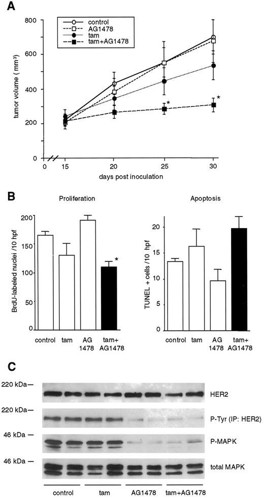 Fig. 7. Systemic administration of AG1478 inhibits MAPK and enhances tamoxifen action against MCF-7/HER2–18 xenografts. A, nude mice bearing ≥200 mm3 s.c. tumors were allocated to treatment with DMSO daily (control,○), tamoxifen delivered as a s.c. pellet plus DMSO(tam, •), AG1478 given i.p. daily (□), or tamoxifen plus AG1478 (▪) as indicated in “Materials and Methods.” Each data point represents the mean tumor volume of 10 mice per group; bars, SE. ∗, P < 0.01,compared with DMSO-treated controls, Student’s unpaired t test. B, assessment of tumor cell proliferation and apoptosis in situ. On day 30 after tumor cell inoculation (2 weeks of treatment), three mice were randomly selected from each experimental group and pulsed with BrdUrd prior to tumor harvesting. Tumor sections were subjected to immunohistochemical analysis with BrdUrd antibody or TUNEL assay as described in“Materials and Methods.” Data are shown as the mean number of BrdUrd-positive nuclei or TUNEL-positive cells(n = 3) in 10 high-power microscopic fields (hpf); bars, SE. ∗, P < 0.01, compared with control group,Student’s unpaired t test. C, on day 30 after tumor cell inoculation, tumors were snap-frozen and later homogenized in a buffer containing phosphatase and protease inhibitors as indicated in “Materials and Methods.” Equivalent amounts of protein from the tumor lysates were subjected to HER2, P-MAPK, and total MAPK immunoblot analysis or to precipitation with HER2 antibodies, followed by P-Tyr immunoblot.