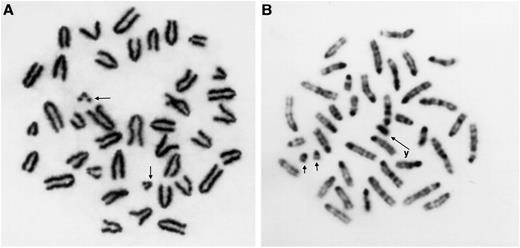 Fig. 1. The two small marker chromosomes in the 40XYT6T6 cells readily distinguish 40XY cells from 40XYT6T6 cells. The markers result from the reciprocal translocation between chromosome 14 and 15 and are easily detected in block-stained (A) or G-banded(B) metaphase preparations. The Y chromosome is indicated by an arrow in B.