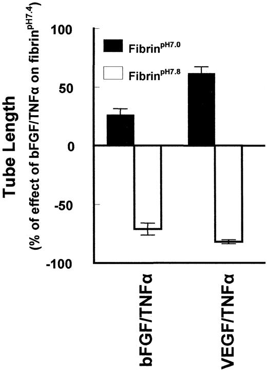 Fig. 4. Effect of fibrin structure on capillary tube formation. Fibrin matrices were polymerized at pH 7.0, pH 7.4, and pH 7.8. hMVECs on top of these fibrin matrices were stimulated with 5 ng/ml bFGF and 1 ng/ml TNFα (bFGF/TNFα) or 40 ng/ml VEGF and 1 ng/ml TNFα (VEGF/TNFα) to form invasive capillary-like tubular structures. The total lengths of tubular structures were quantified and expressed as percentages of the values obtained after stimulation with bFGF/TNFα or VEGF/TNFα on a control fibrin matrix(pH 7.4). Data are expressed as means of five different experiments performed with duplicate wells for bFGF/TNFα and three experiments in duplicate for VEGF/TNFα; bars, SE. The total tube length in control matrices (100%) was 229 ± 12 mm/cm2 for bFGF/TNFα and 77 ± 2 mm/cm2 for VEGF/TNFα.