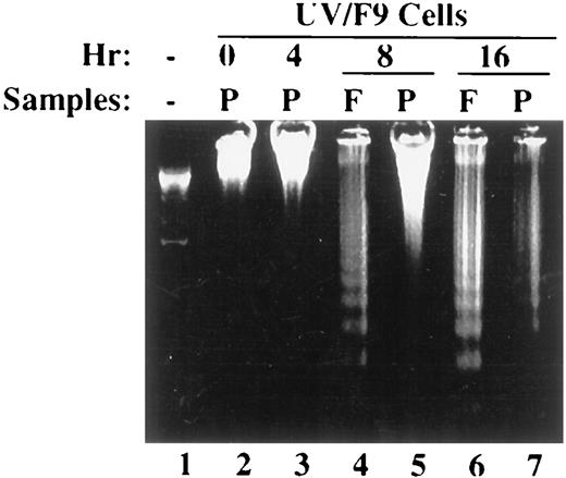 Fig. 2. DNA fragmentation in the UV-irradiated F9 cells at different time points. Ten μg of genomic DNA were loaded onto an agarose gel and stained with ethidium bromide. P,attached (plating) cells; F, floating cells.