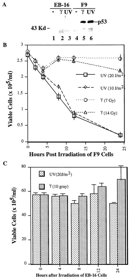 Fig. 3. Growth curves of F9 or EB-16 cells after irradiation with UV or γ-ray. A, WB analysis of p53 in irradiated F9 or EB-16 cells. One hundred μg of total cell lysates after UV (20 J/m2) or γ irradiation (7 Gy) were loaded directly to a 10% SDS gel. Polyclonal anti-p53 antibodies were used for WB. B, growth curves of F9 cells at different time points after irradiation with different doses of UV or γ ray as indicated. C, growth curves of EB-16 cells at different time points after irradiation with UV and γ-ray as indicated. Bars, SE.