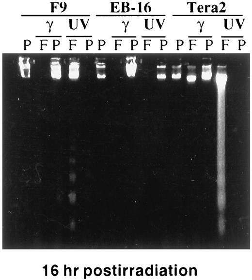 Fig. 4. DNA fragmentation in the irradiated F9, EB-16, and Tera2 cells. Ten μg of genomic DNA isolated from cells with or without UV(20 J/m2) or γ (7 Gy) irradiation were loaded onto an agarose gel and analyzed as described above. F and P, floating and attached (or plating) cells,respectively.