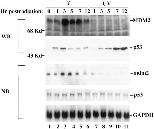 Fig. 5. UV but not γ irradiation represses MDM2 expression at both the RNA and protein levels. F9 cells irradiated with UV (20 J/m2) or γ-ray (7 Gy) were harvested at different time points after irradiation for WB or Northern blot analyses. One hundredμg of total cell lysates were used for WB analysis of MDM2(top panel) or p53 (second panel from top) proteins as indicated. Fifteen μg of total RNA were used for Northern blot analysis of MDM2, p53, or GADPH, as indicated in the three bottom panels.