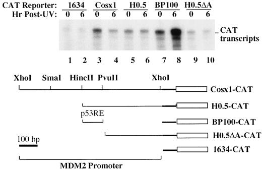 Fig. 6. The UV responsive cis element resides upstream from the p53 binding site within the MDM2 promoter region. RNase protection assays of CAT transcripts under control of different DNA regions of the MDM2 promoter in response to UV irradiation (20 J/m2). Stable cell lines harboring CATreporter genes, driven by different regions of the MDM2 promoter (as indicated below the top panel), were established by introducing these reporter plasmids, together with vectors residing on a neomycin-resistant gene, into immortalized murine embryonic fibroblast 12 (1) cells containing wild-type p53 and selected by 0.5 μg/ml neomycin. Each cell line was irradiated with 20 J/m2 UV and harvested 6 h after irradiation. RNase protection assays were conducted as described in “Materials and Methods.”