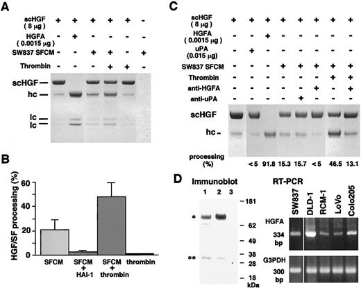 Fig. 2. Activation of scHGF by SFCM of SW837 cells. A, SFCM of SW837 cells contains scHGF-processing activity similar to recombinant HGFA. This activity was enhanced by thrombin pretreatment. hc, heavy chain of active two-chain form HGF/SF. lc, light chain. B, quantification of scHGF-processing activity of SFCM and effects of recombinant HAI-1 or thrombin pretreatment. Bars, SE. C, neutralizing study for scHGF/SF-processing activity of SFCM using anti-HGFA (1 μg) or anti-uPA (1 μg) and comparative study for the effects of HGFA and uPA on scHGF processing. D, expression of HGFA in colon carcinoma cell lines. Immunoblot for HGFA protein present in SFCM of SW837 cells (Lane 1) and of CHO cells transfected with(Lane 2) or without (Lane 3) HGFA expression vector, and RT-PCR analysis for HGFA mRNA in five human colorectal carcinoma cell lines were shown. For the immunoblot, 0.8 ml(SW837) and 0.4 ml (CHO) of SFCM were concentrated and analyzed. ∗and ∗∗, positions of Mr 96,000 proform and Mr 32,000 active form of HGFA proteins,respectively. In the RT-PCR study, 30 cycles of amplification for HGFA and 24 cycles for G3PDH were applied.