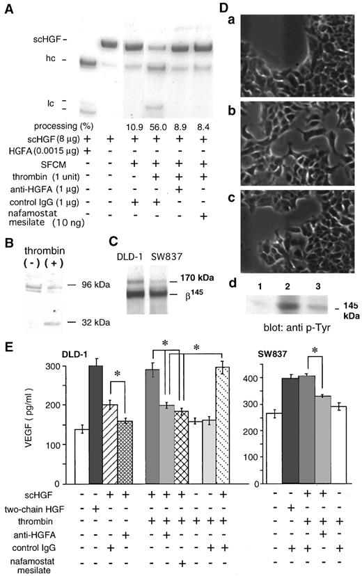 Fig. 3. Involvement of HGFA in scHGF-induced cellular responses. A, presence of HGFA activity in SFCM of DLD-1 cells. B, presence of pro-HGFA protein in SFCM of DLD-1 cells and its activation upon thrombin treatment. C,expression of functional Mr 145,000(β145) form of Met in DLD-1 and SW837 cells. D, effect of scHGF/SF on cellular scattering of DLD-1. Cultured DLD-1 cells were treated without(a) or with (b and c) 20 ng/ml scHGF/SF in the presence of 4 units/ml of thrombin and cultured for 24 h. In b and c, 20 μg/ml of mouse nonspecific IgG and anti-HGFA IgG, respectively, were also added in the medium. d, tyrosine phosphorylation of Met protein 3 h after the treatment in which Lanes 1, 2, and 3 correspond to a, b, and c, respectively. E,effects of scHGF/SF on VEGF production of DLD-1 and SW837 cells. The cells were treated with or without scHGF (50 ng/ml), two-chain HGF/SF(20 ng/ml), thrombin (4 units/ml), anti-HGFA antibody (20 μg/ml),nonspecific mouse IgG (20 μg/ml), or nafamostat mesilate (250 ng/ml),as indicated in the figure. ∗, P < 0.001; one-way ANOVA, Fisher’s protected the least significant difference test. Bars, SE.