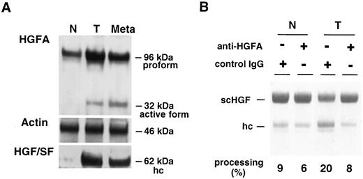 Fig. 8. A, immunoblot analysis of HGFA protein in normal mucosa (N), primary carcinoma tissue(T), and metastatic carcinoma tissue(Meta). Immunoblot using antiactin antibody was also shown as internal loading control. The same tissue extracts were processed to enrich HGF/SF using heparin Sepharose, and eluted samples were used to detect the heavy chain of activated HGF/SF(bottom). This case corresponds to case 4 in Fig. 1<$REFLINK>. B, processing of HGF/SF by tissue extracts of normal mucosa (N) and primary carcinoma (T) of the same case as A. The extracts were pretreated at 4°C overnight with 400 μg/ml anti-HGFA (P1-4) antibody or nonspecific mouse IgG (25). Eight μg of scHGF were used for the processing assay, and the extent of processing is shown at the bottom.