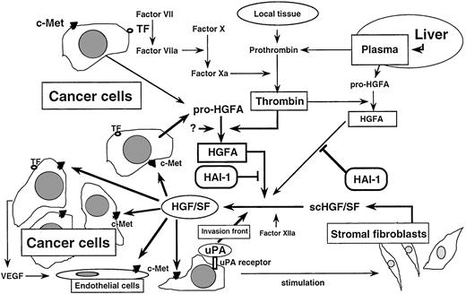 Fig. 9. Hypothetical model for intermolecular interactions in the activation of HGF/SF in colorectal carcinoma. Cancer cells stimulate the stromal fibroblasts to synthesize and secrete scHGF(12). Pro-HGFA produced by cancer cells or derived from plasma can be activated by thrombin and/or by unknown proteinase(s) in cancer tissue. The presence of functionally intact prothrombin in extrahepatic tissues and increased procoagulant activity in carcinoma cells accompanying pericellular fibrin generation have been reported(40, 41, 52). Upon activation, HGFA acquires affinity for heparin (25), ensuring the copresence of HGFA with scHGF stored in the extracellular space in cancer tissue, and efficiently activates scHGF. In addition, although the activity of uPA on the processing is weak, the activity would be stimulated by the uPA receptor, which is expressed highly in the invasion front (19, 22, 38), and local factor XIIa may also contribute to the activation (21). The concerted actions of these proteinases on scHGF would result in significantly increased HGF/SF activity in carcinoma tissue. Activated HGF/SF acts on cancer cells and endothelial cells via Met receptor tyrosine kinase. TF,tissue factor.