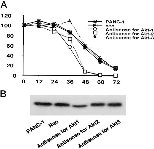 Fig. 5. Cell survival and Akt protein expression of PANC-1 cell and its transfectants of antisense RNA expression vectors for Akt1,Akt2, and Akt3. Cells were seeded at a density of 1.5 × 105 cells/well in six-well plates and incubated in completely fresh medium for 20 h. The cells were washed with PBS,and the medium was then changed to a medium without serum, glucose, and amino acids for the indicated times. Viable cell number was determined by the trypan blue dye-exclusion method. A, time course of cell survival. B, Western blot analysis of Akt protein. The PCR3 plasmid vector was used for a vehicle control.