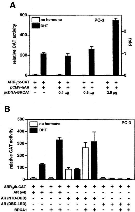 Fig. 1. BRCA1 potentiates AR signaling. A,wild-type BRCA1 coactivates AR transactivation in PC-3 prostate cancer cells. Transiently transfected cells were assayed for stimulation of ARR3tk-CAT reporter activity by DHT. ARR3tk-CAT is composed of a minimal thymidine kinase (tk) promoter under the control of three identical fragments of the rat probasin promoter (nucleotides −244 to −96), each comprising two androgen receptor binding sites (i.e., ARBS-1 and ARBS-2; Ref.8). Cells were cotransfected with 2.0 μg of ARR3tk-CAT, 50 ng of pCMV-hAR, and increasing amounts of pcDNA-BRCA1 as indicated. CAT activities were normalized to total cellular protein, and data presented are the means of three independent dishes; bars, SE. Fold is measured relative to DHT-dependent AR activity with no transfected BRCA1. B,BRCA1 works through AR AF-1. PC-3 cells were cotransfected with 50 ng of pCMV-hAR, 10 ng of pcDNA-AR (NTD-DBD), or 0.5 μg of pcDNA-AR(DBD-LBD), 2.0 μg of ARR3tk-CAT, and 2.5 μg of pcDNA-BRCA1 as indicated. CAT activities were normalized to total cellular protein, and data presented are the means of three independent dishes; bars, SE. Mammalian expression vectors pcDNA-AR(NTD-DBD) and pcDNA-AR (DBD-LBD) encode AR amino acids 1–647 and 538–919, respectively. AR (NTD-DBD) is a constitutive activator of ARR3tk-CAT, and thus, potentiation of its activity by BRCA1 is ligand independent.