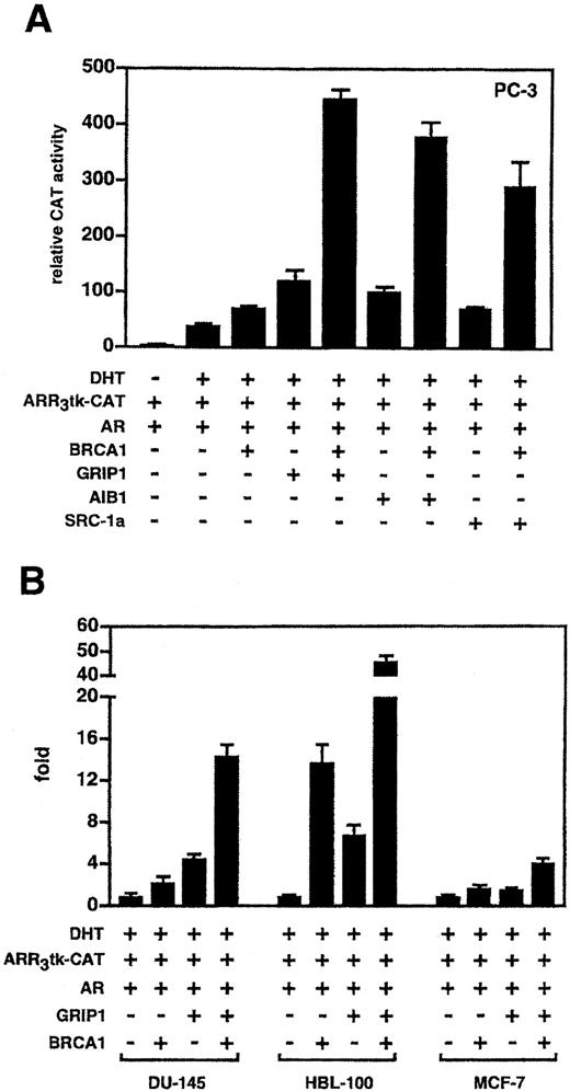 Fig. 3. Coactivation of AR signaling by BRCA1 and members of the p160 family of nuclear receptor coactivators is synergistic. A, PC-3 cells were cotransfected with 2.0 μg of pSG5-GRIP1, pcDNA3.1-AIB1, or pSG5-SRC-la, 2.0 μg of ARR3tk-CAT, 25 ng of pCMV-hAR, and 2.5 μg of pcDNA-BRCA1 as indicated. CAT activities were normalized to total cellular protein,and data presented are the means of three independent dishes; bars, SE. B, potentiation of AR signaling by BRCA1 occurs in both prostate and breast cancer cell lines. Prostate cell line DU-145 and breast cell lines HBL-100 and MCF-7 were cotransfected with 2.0 μg of ARR3tk-CAT, 25 ng of pCMV-hAR, 2.0 μg of pSG5-GRIP1, and 2.5 μg of pcDNA-BRCA1 as indicated. CAT activities were normalized to total cellular protein,and the data presented are fold relative to DHT-dependent AR activity with no transfected BRCA1 or GRIP1; bars, SE.