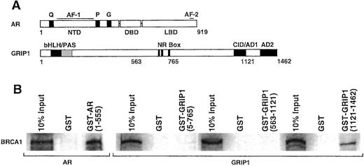 Fig. 4. BRCA1 interacts with the AR and GRIP1. A,schematic diagrams of the AR and GRIP1 showing the locations of various functional domains. Domains of AR: AF-1/AF-2, autonomous activation functions 1 and 2; NTD; DBD; LBD; Q/P/G, glutamine/proline/glycine poly-amino acid stretches. Domains of GRIP1: bHLH, basic helix-loop-helix sequence; PAS, Per-Arn-Sim domain; NR boxes, nuclear receptor binding domains (LXXLL motifs); CID, CBP interaction domain; AD1/AD2,activation domains. Numbers represent relative amino acid positions. B, full-length BRCA1 binds to the NH2-terminal domain of the AR and the COOH terminus of GRIP1. Unpurified in vitro translated BRCA1 was incubated with GST, GST-AR (1–555),GST-GRIP1 (5–765), GST-GRIP1 (563–1121) or GST-GRIP1 (1121–1462).