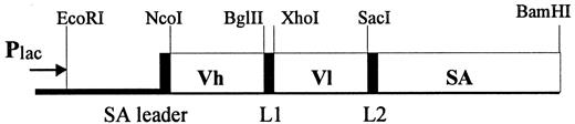 Fig. 2. Schematic of a B9E9 scFvSA genetic construct showing restriction sites. The scFvSA gene is composed of the scFv of the murine IgG2a anti-CD20 B9E9 antibody fused to the full-length, genomic streptavidin of S. avidinii. The leader sequence is from streptavidin, and L1 and L2 are linkers separating the components. The construct is expressed from the IPTG-inducible lac promoter.