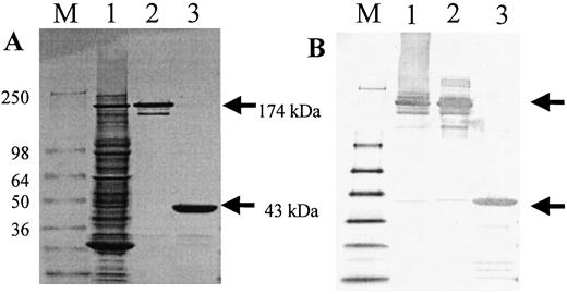 Fig. 3. SDS-PAGE (A) and Western blot analyses(B) of unpurified and purified B9E9 scFvSA. Lane M is the molecular weight markers (SeeBlue; Novex). Lane 1 shows the E. coli crude lysate containing the B9E9 scFvSA. Lanes 2 and 3 show the iminobiotin-purified protein either not boiled (Lane 2)or boiled for 5 min (Lane 3). SDS-PAGE gels were stained with Coomassie Blue, and Western blots were detected with horseradish peroxidase-conjugated goat anti-streptavidin polyclonal antibody.