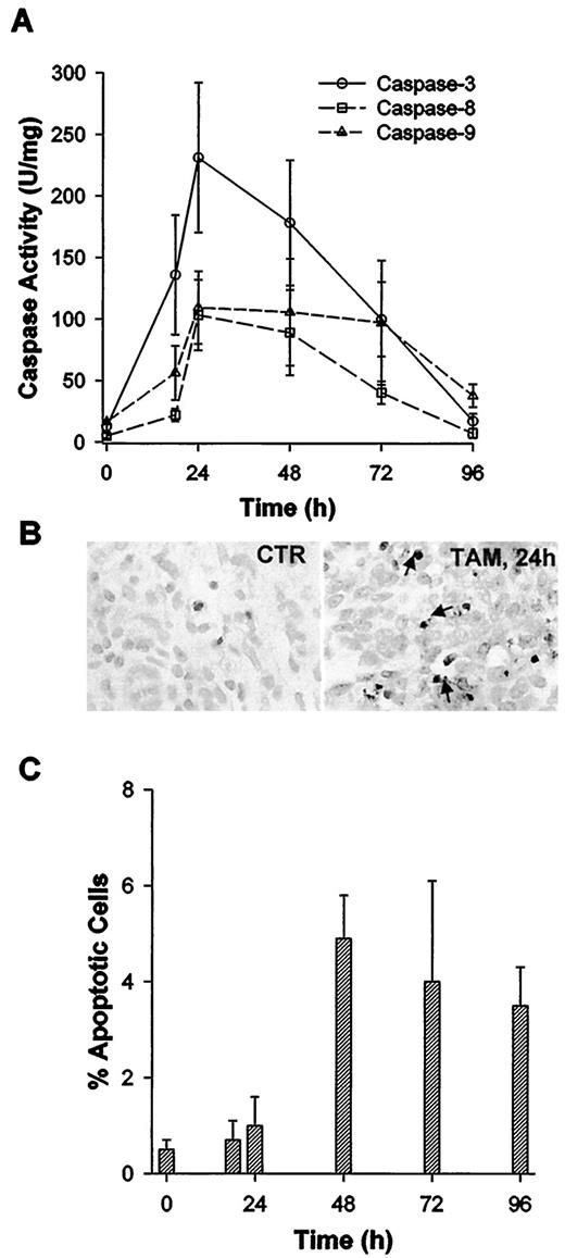 Fig. 3. A, activation of caspases in rat mammary tumors after s.c. administration of TAM. After treatment with TAM for the indicated time periods, rats were killed, and mammary tumors were isolated. The caspase activity within the tumors was determined using a fluorogenic assay as described in “Materials and Methods.” Data points, means ± SD(n = 5). B, induction of apoptosis in rat mammary tumors after TAM administration. The apoptotic cells within the mammary tumors were detected using the ApopTag in situ hybridization detection kit as described in“Materials and Methods.” Arrows, the brown TUNEL staining of apoptotic cells within the mammary tumors after TAM treatment. C, kinetics of TAM-induced apoptosis in rat mammary tumors. The animals were killed at various time intervals after TAM administration, and mammary tumors were isolated. The number of apoptotic cells in the mammary tumors was determined by TUNEL staining as above. Data points, means ± SE(n = 5).