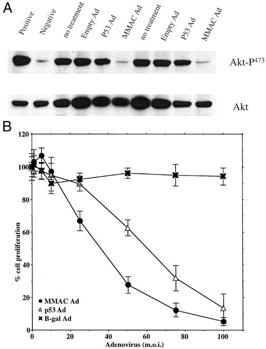 Fig. 4. A, MidT2-1 cells have a constitutively high level of phosphorylated Akt that is suppressed by MMACgene therapy but not by p53 gene therapy. B, the proliferation of MidT2-1 cells is suppressed by either MMAC or p53 gene therapy. Bars, SE.