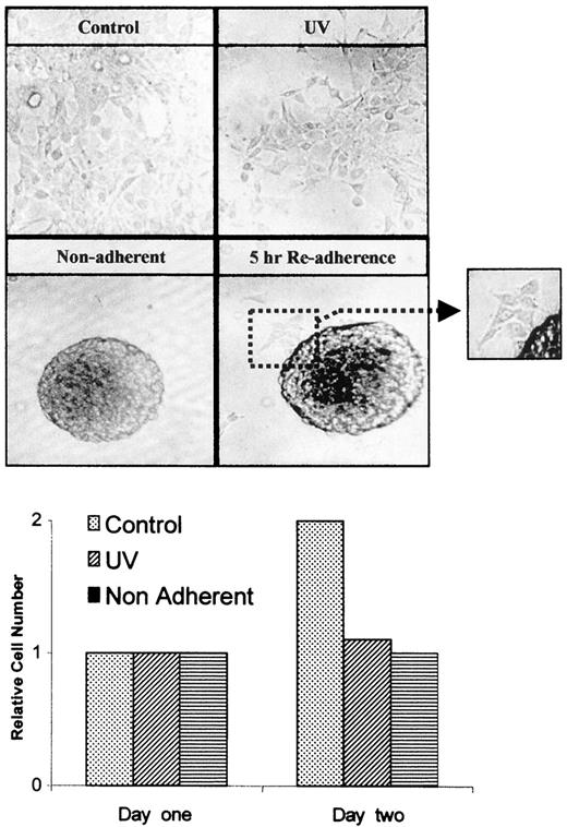 Fig. 1. UV radiation or lack of anchorage inhibits K1735 cell proliferation. Replicate cultures were seeded on tissue culture or BSA-coated dishes for determination of relative cell numbers and morphology after 1 or 2 days of culture. Left inset,unanchored aggregates partly start reattaching within 5 h after subculture on tissue culture plates.