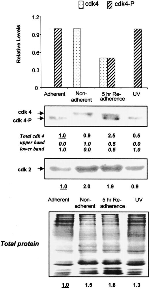 Fig. 3. Reversible decrease in fast-migrating cdk4 with lack of anchorage and readherence. Replicate blots obtained from bidirectional transfer were assayed for changes in cdk2 and cdk4. Note only lower cdk4-P in adherent cells, only upper cdk4 in unanchored cells, and comparable levels of both upper and lower cdk4 isoforms by 5 h of reattachment of aggregates to tissue culture plates.