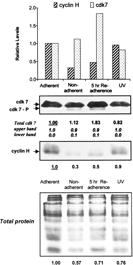 Fig. 4. Lack of anchorage is associated with a decrease in cyclin H. Replicate blots obtained from bidirectional transfer were assayed for changes in cdk7 and cyclin H. Note decline in cyclin H without a comparable change in cdk7, with lack of adherence and its partial increase by 5 h of reattachment of aggregates to tissue culture plates. Results were normalized for protein loadings in each lane.