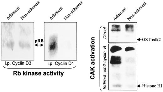 Fig. 5. Lack of anchorage is associated with a decrease in CAK activity and a decline in cyclin D1-dependent Rb kinase. Left, the Rb kinase assay with replicate protein concentrations (125 μg) from adherent and nonadherent cells were either immune-precipitated with protein A/G agarose beads coupled to either antibody to cyclin D1 or antibody to cyclin D3 to assay Rb kinase. Note the decline in cyclin D1-dependent without a comparable change in cyclin D3-dependent Rb kinase with lack of adherence. Upper right, direct phosphorylation of GST-cdk2 by cdk7 immune precipitates from 200 μg of protein concentrations from adherent and nonadherent cells. Lower right, indirect CAK activation of baculovirus-derived cdc2-cyclin B complex using 125μg of total protein from adherent and nonadherent cells to phosphorylate histone H1. Note the decline in histone H1 phosphorylation with lack of adherence at equal levels of baculovirus-derived cdc2-cyclin B complex.
